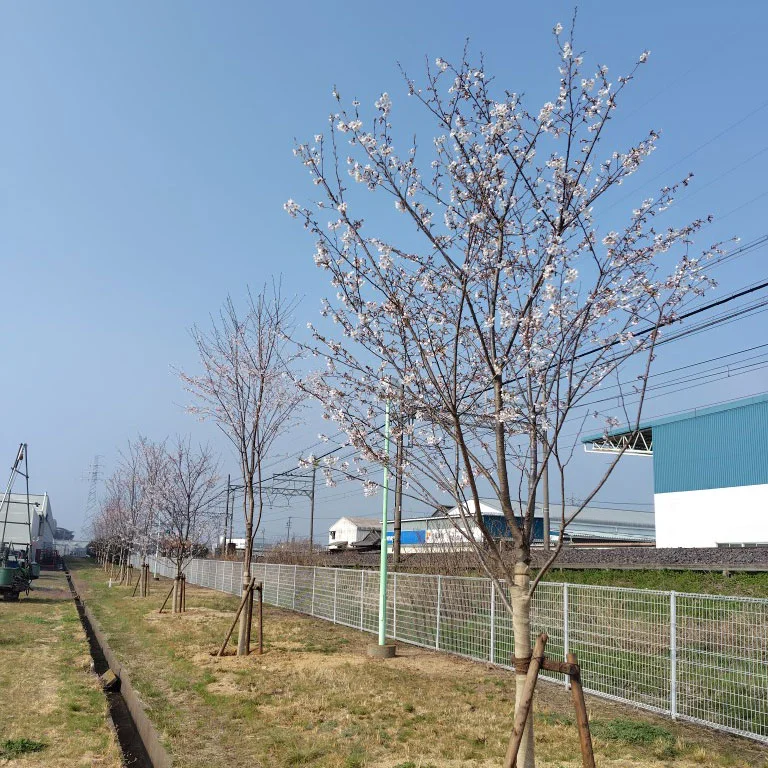河芸製作所_桜の植樹